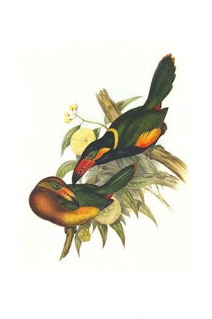 Golden Collared Toucanet