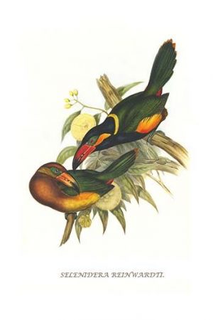 Golden Collared Toucanet