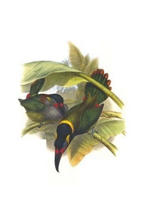 Guianan Toucanet