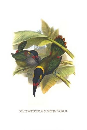 Guianan Toucanet