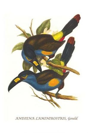 Plate Billed Mountain Toucan