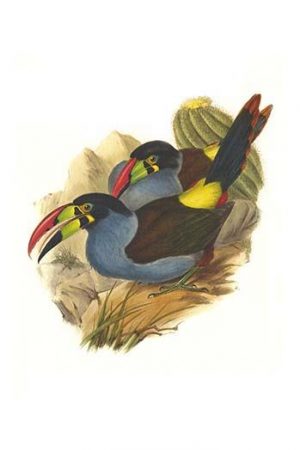 Grey Breasted Mountain Toucan