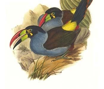 Grey Breasted Mountain Toucan