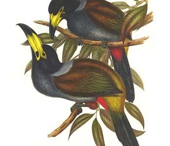 Hooded Mountain Toucan