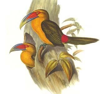 Saffron Toucanet