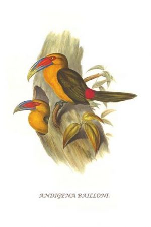 Saffron Toucanet