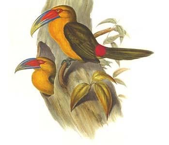 Saffron Toucanet