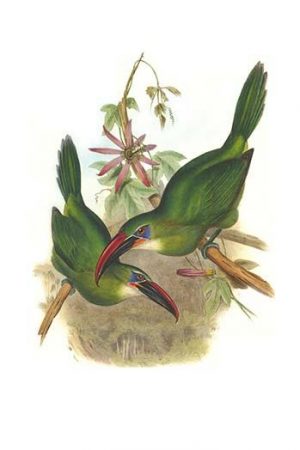 Groove Billed Toucanet