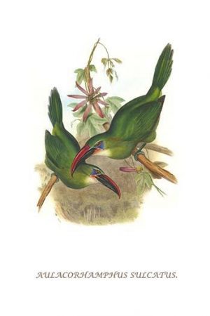 Groove Billed Toucanet