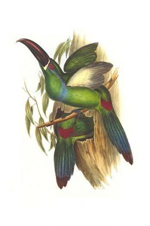 Crimson Rumped Toucanet