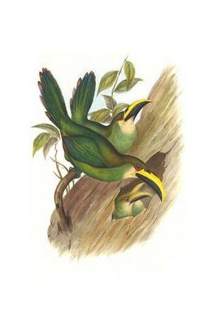 Emerald Toucanet