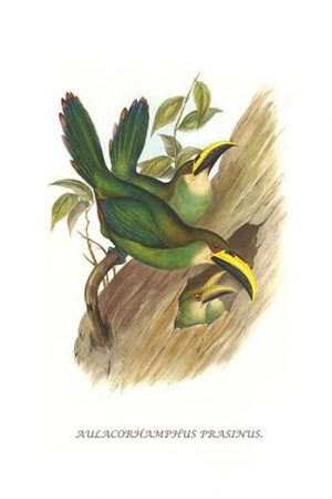 Emerald Toucanet