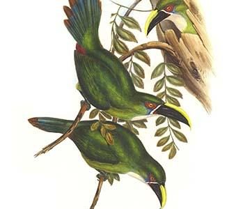 White Throated Toucanet