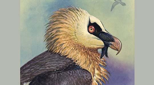 Bearded Vulture