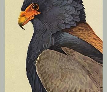 Bateleur Eagle