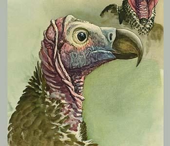 Lappet Faced Vulture