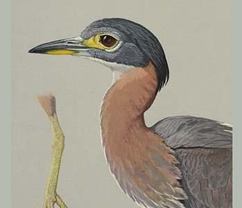 African Night Heron