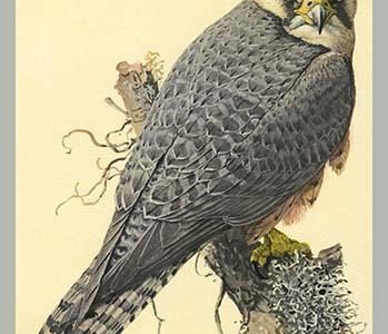Abyssinian Lanner