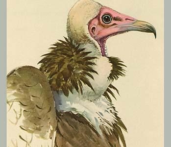 White Necked Vulture