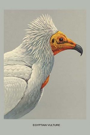 Egyptian Vulture