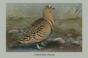 Lowe's Sand Grouse