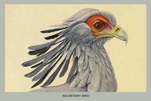 Secretary Bird