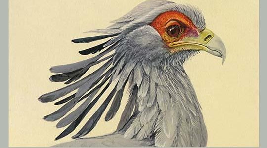 Secretary Bird