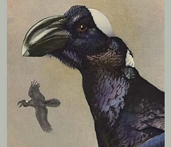 Thick Billed Raven