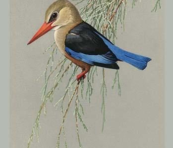 Gray Headed Kingfsher