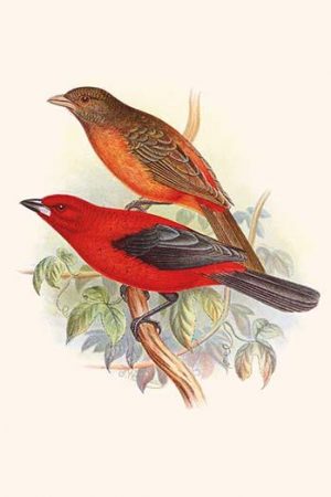 Scarlet Tanager