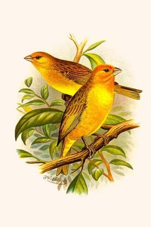 Safron Finch or Brazilian Bunting or Brazilian Canary