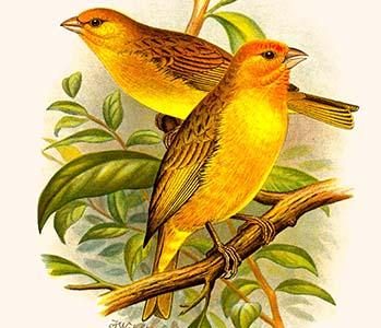 Safron Finch or Brazilian Bunting or Brazilian Canary