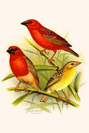 Madagascar Weaver & Comoro Weaver