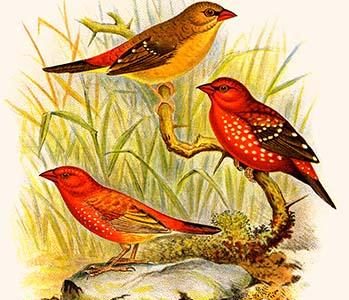 Common Amaduvade & African Fire Finch