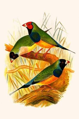 Gouldian Finch