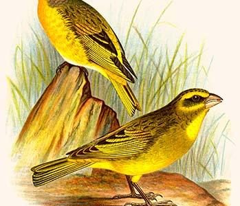 Cape Canary & Sulpher-colored seed eater