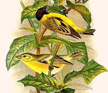 Black Headed Siskin