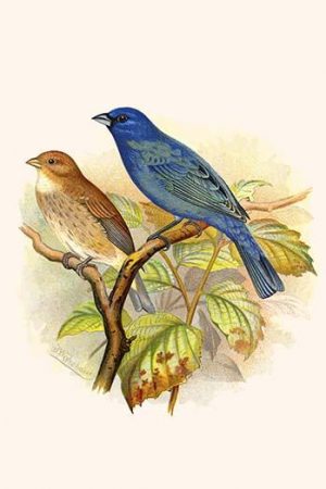 Indigo Bunting