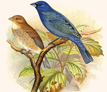 Indigo Bunting