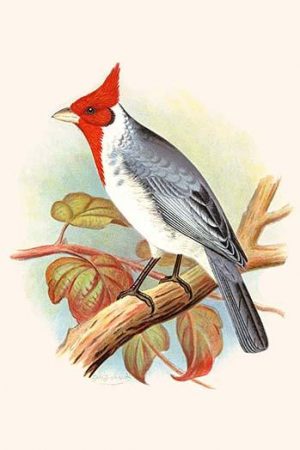 Red Crested Cardinal