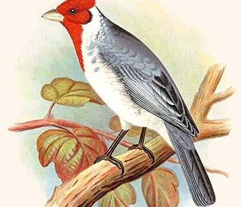 Red Crested Cardinal