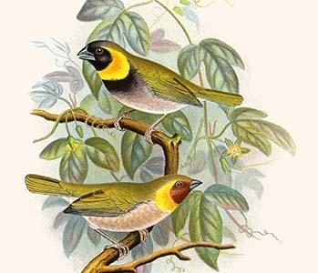 Melodius or Cuba Finch