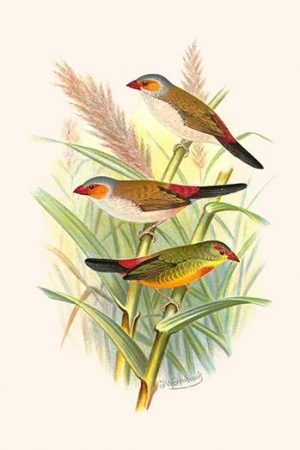 Orange Cheeked Waxbill & Zebra Waxbill