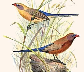 Violet-Eared Waxbill
