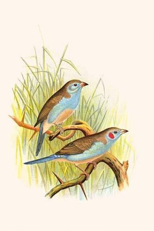 Cordon Bleu or Crimson Eared Waxbill