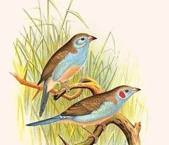 Cordon Bleu or Crimson Eared Waxbill