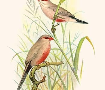 Common African Waxbill & St. Helena Waxbill