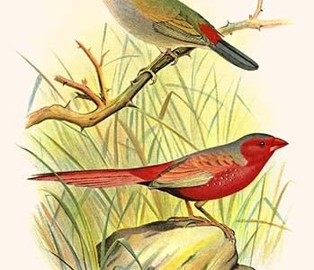 Sydney Waxbill & Australian Fire Finch