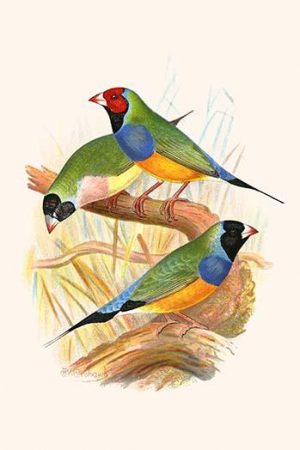 Gouldian Finch, Black headed & Red Headed