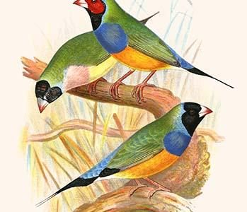 " Gouldian Finch, Black headed & Red Headed"